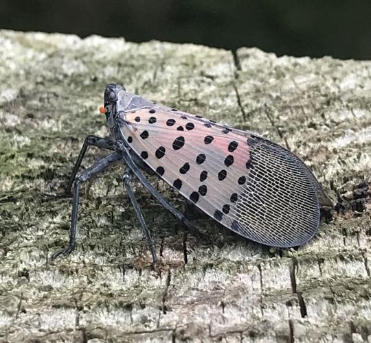 Spotted Lanternfly