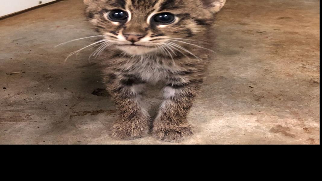 Watch Now 2 Fishing Cat Kittens Born At The Greensboro Science
