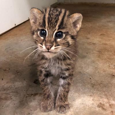 Watch Now 2 Month Old Fishing Cats Now Have Names The Greensboro