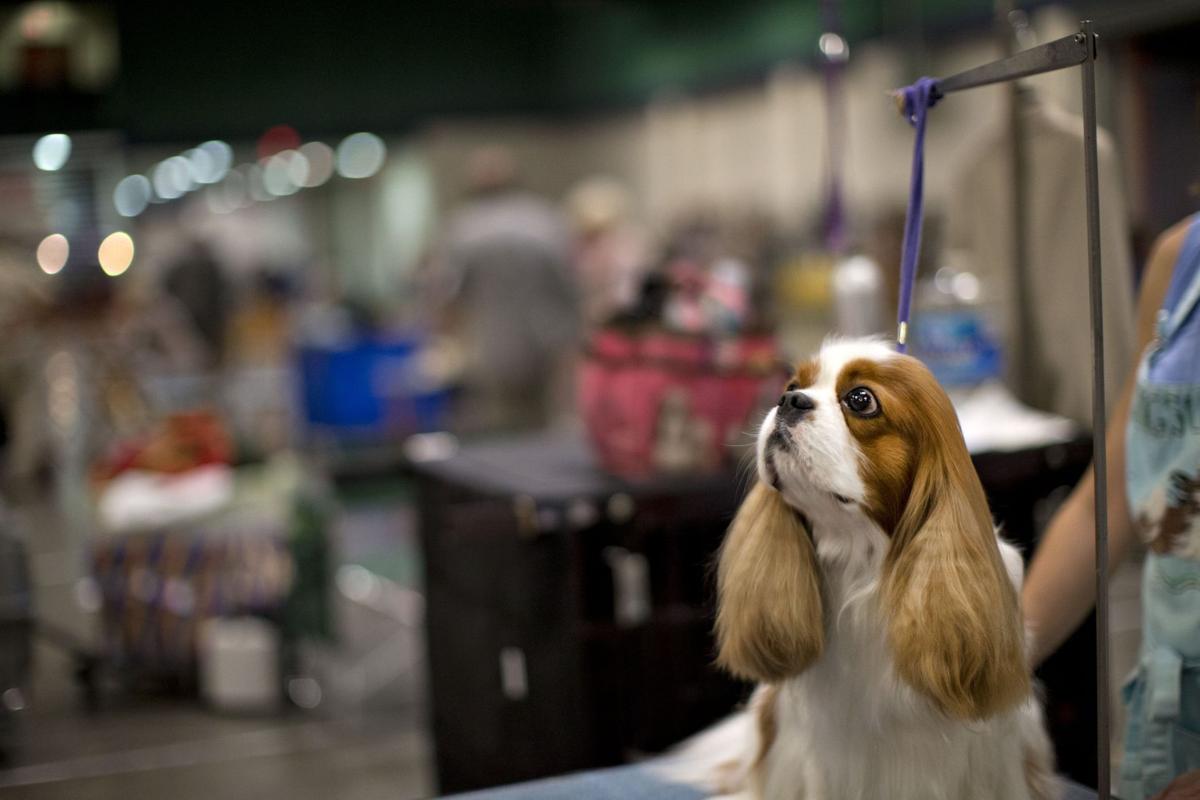 2017 American Kennel Club dog show at Greensboro Coliseum