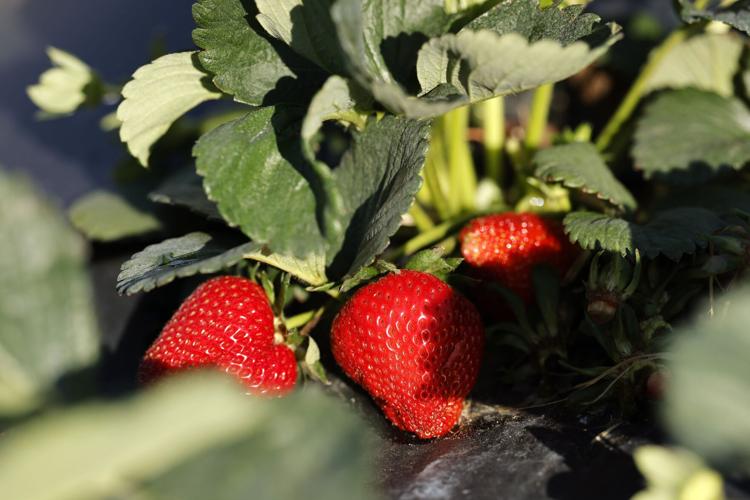 Where to go pick your own strawberries in Greensboro