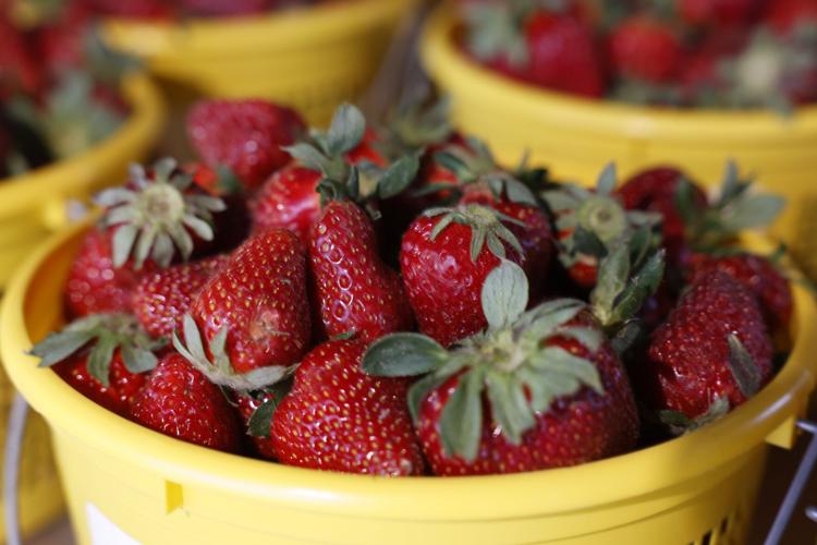 Where to go pick your own strawberries in Greensboro