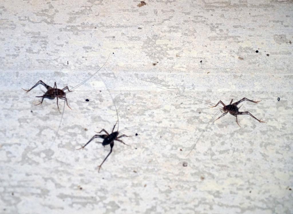 Spider Crickets The Bugs You Don T Want In Your House This Fall Lifestyles Greensboro Com