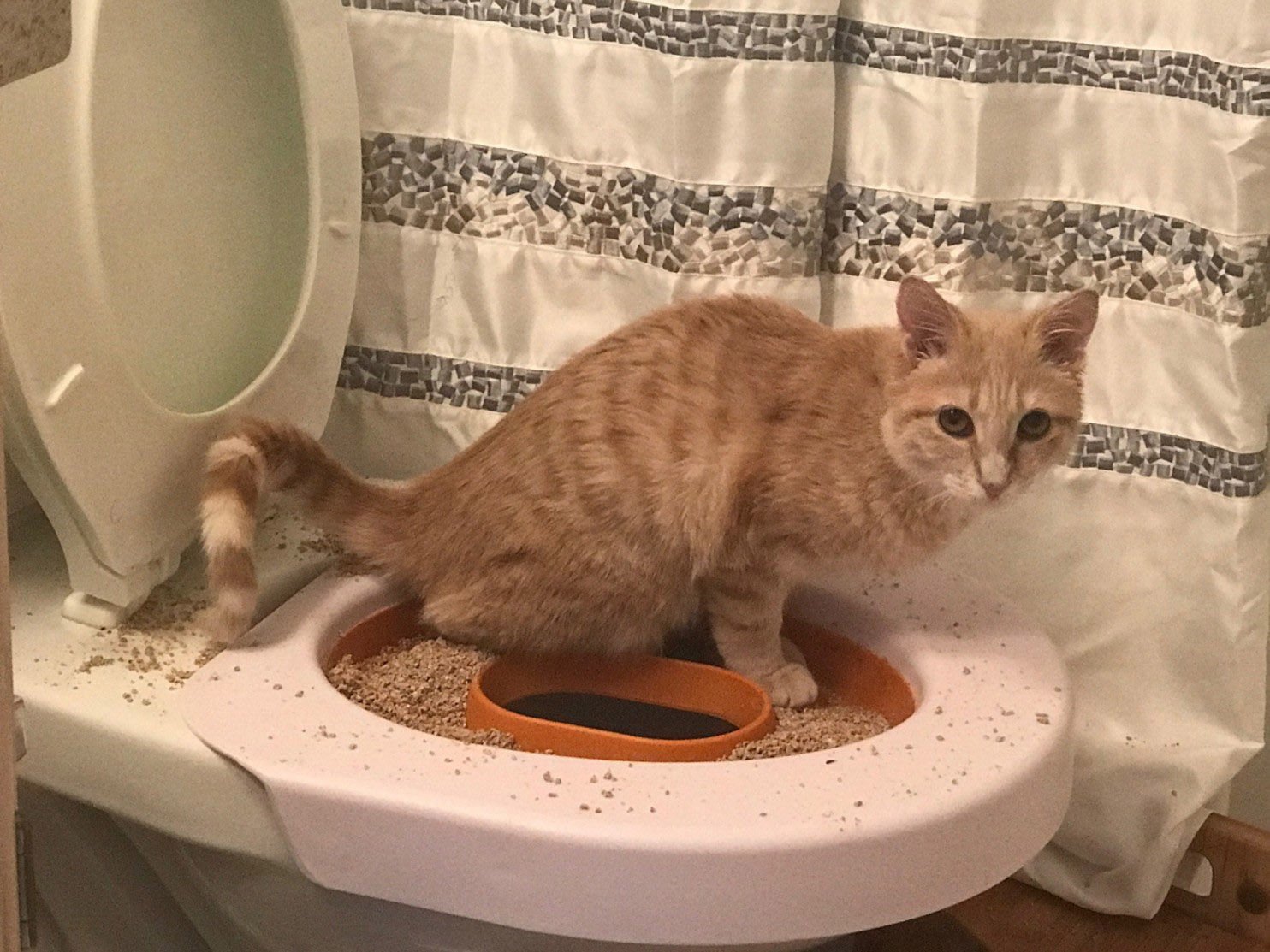 cat toilet training