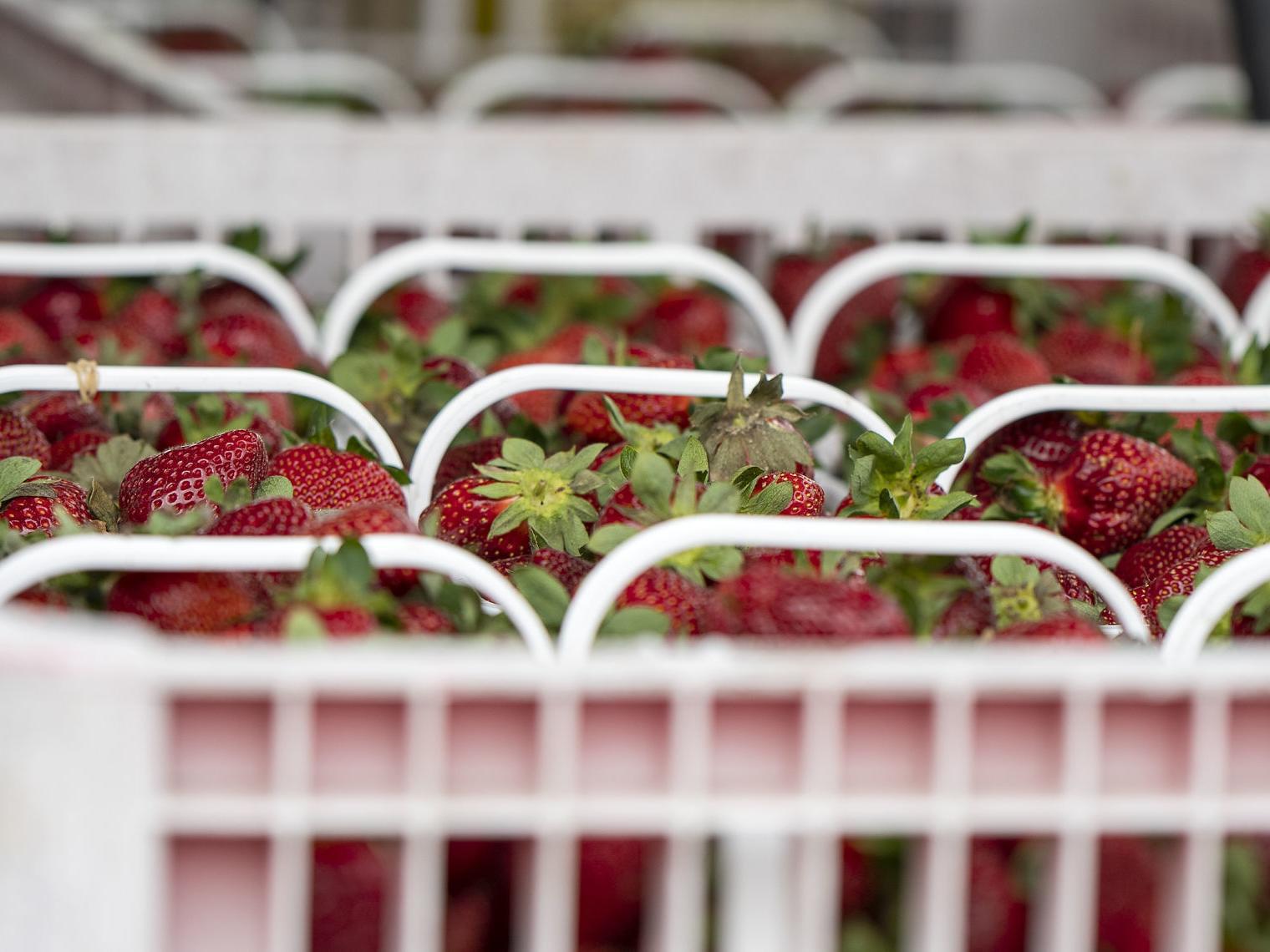 Photos Strawberry Picking At Whitaker Farms In Climax Gallery Greensboro Com Photos Strawberry Picking At Whitaker Farms In Climax Gallery Greensboro Com