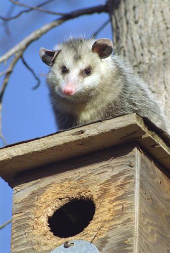 That big, gray rat in your trash is a possum