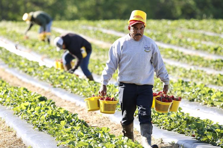 Where to go pick your own strawberries in Greensboro