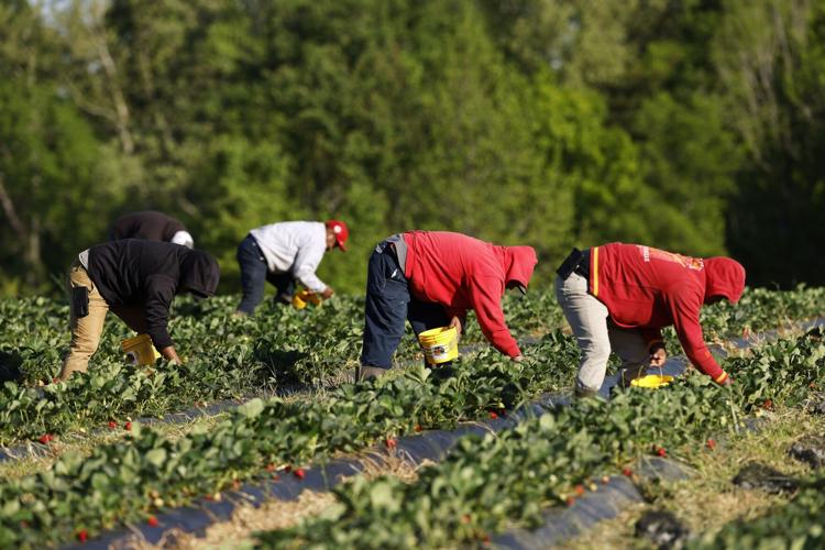 Where to go pick your own strawberries in Greensboro
