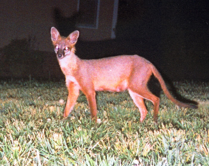randolphcreature