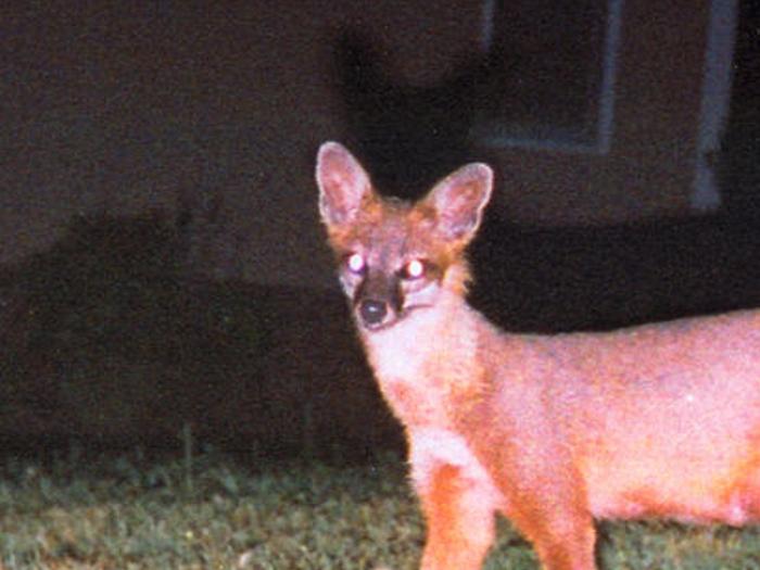 Professor Identifies Mystery Creature Greensboro Com