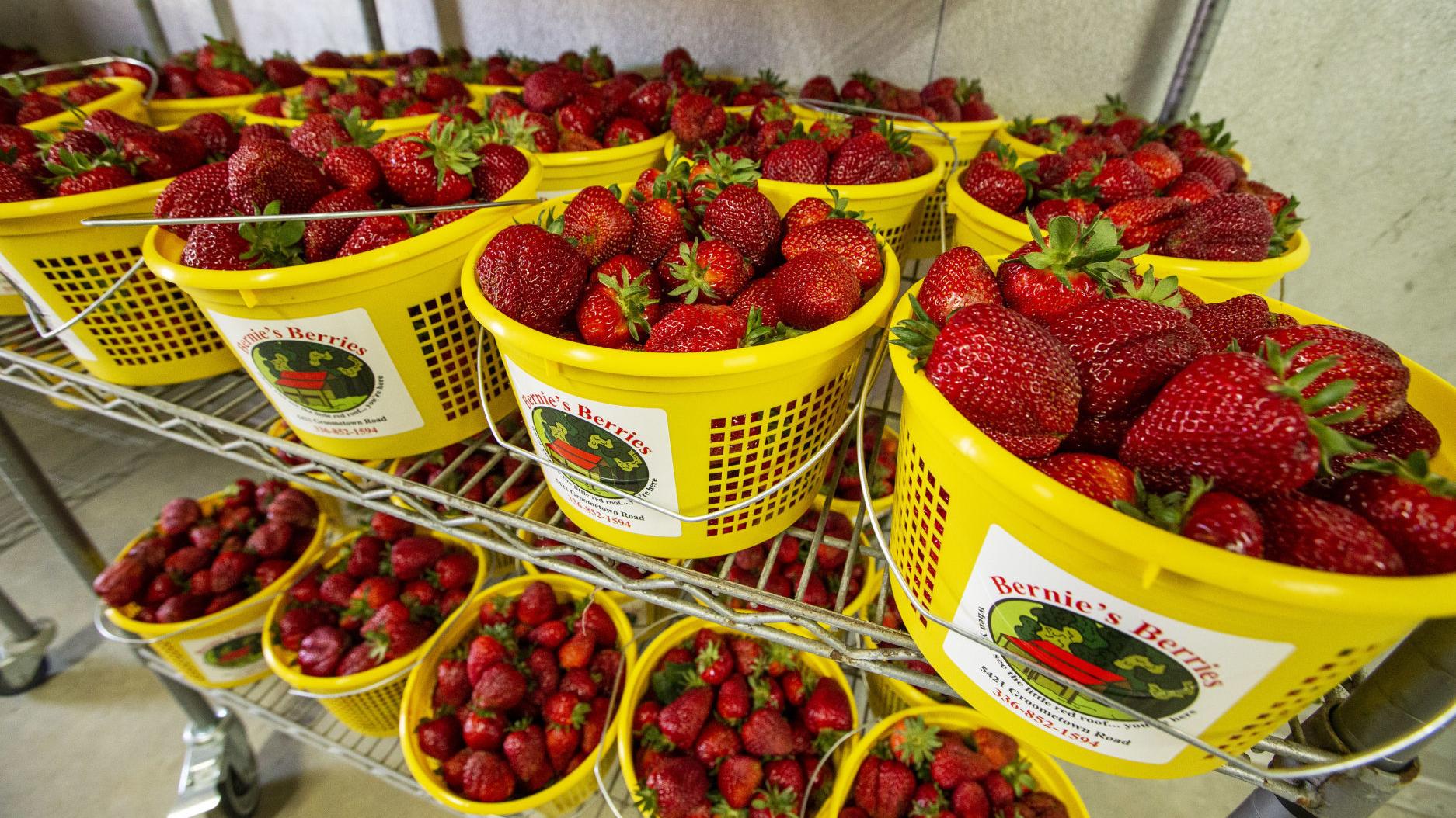 Pick Your Own Strawberry Farms Adapt To Get Berries To Customers