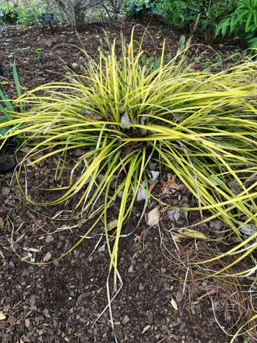 Pine fines mulch