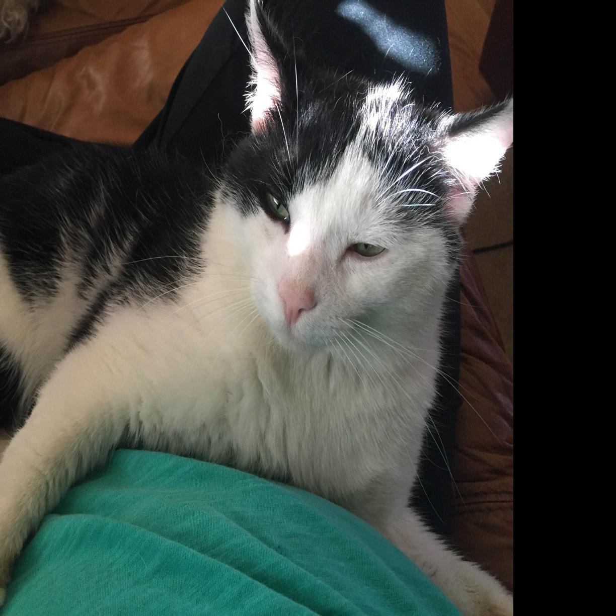 Pet Shop Injured Stray Cat Wins Family S Heart Blog The Pet
