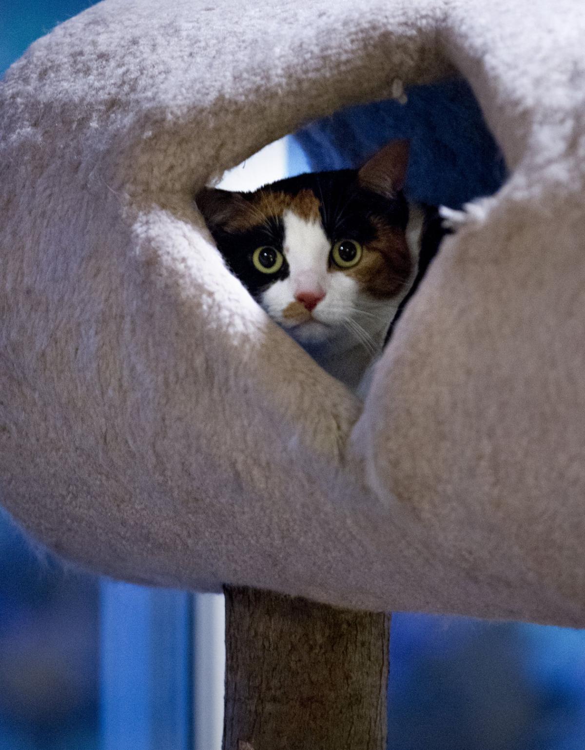 Greensboro Woman S Home Is The Cats Meow Blog The Pet Shop