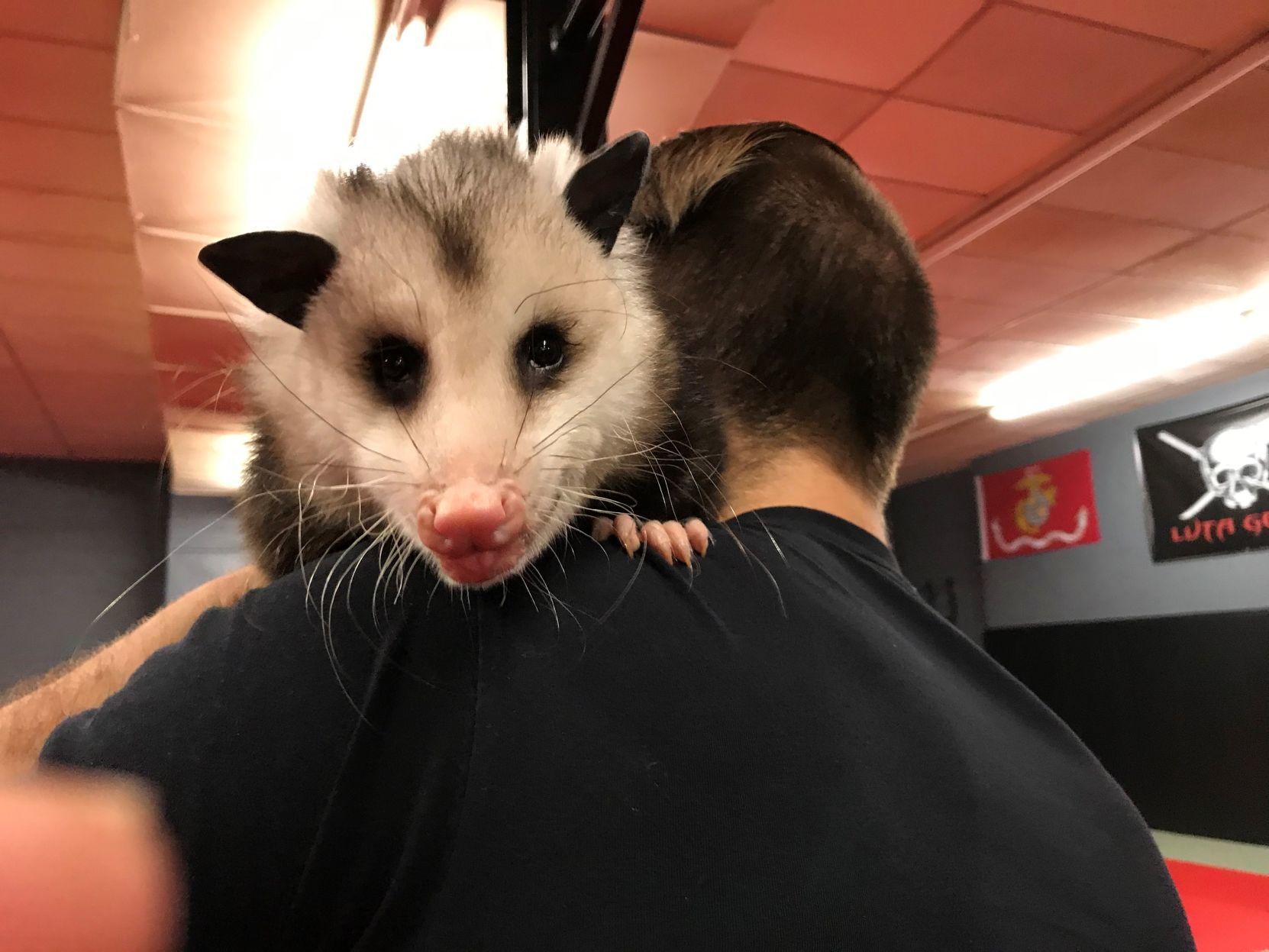 Podrick The Possum Becomes Local Instagram Star In Rockingham County Local News Greensboro Com