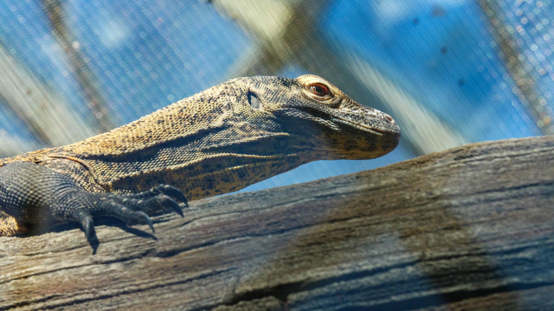 Nc Zoo National Geographic To Team Up On Video Project In 2020
