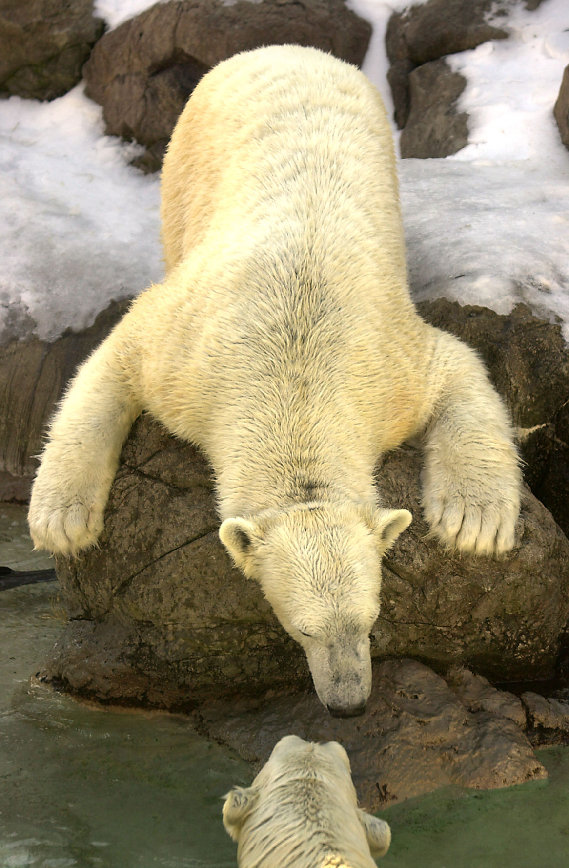 Polar bears find the ice nice