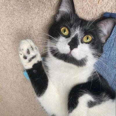 Pet of the Week: Willie