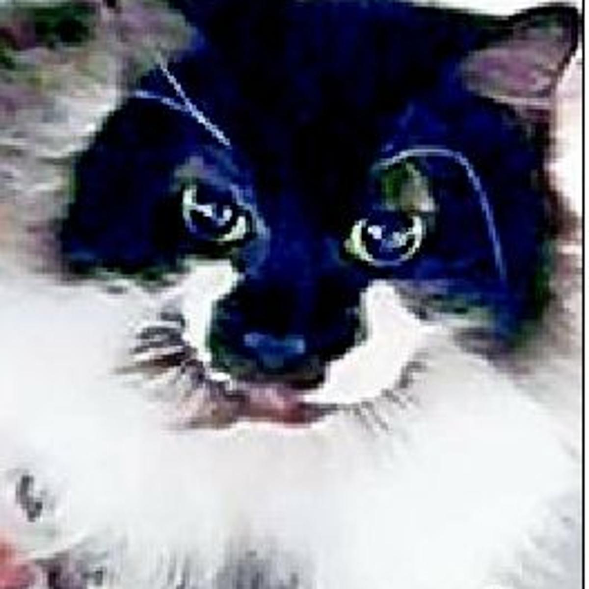 Pet Of The Week Munchkin Greensboro Com