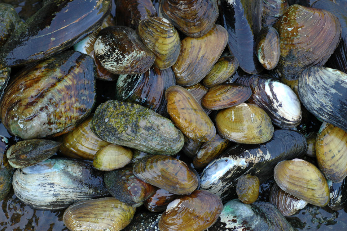 Nature’s purification system Freshwater mussels in decline in many