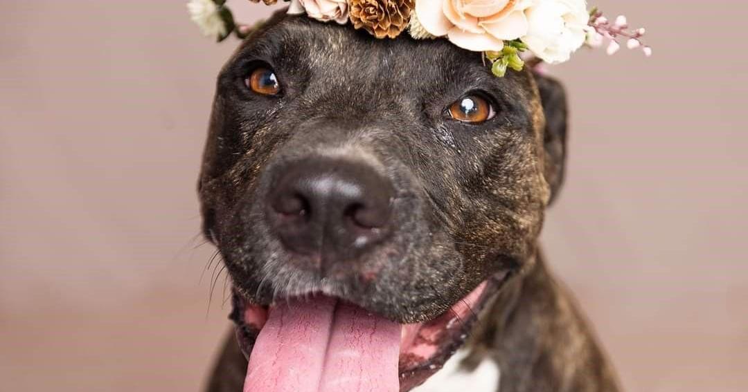 CVAAG invites pet lovers to volunteer, foster and adopt at Reidsville shelter | Rockingham Now CVAAG invites pet lovers to volunteer, foster and adopt at Reidsville shelter | Rockingham Now