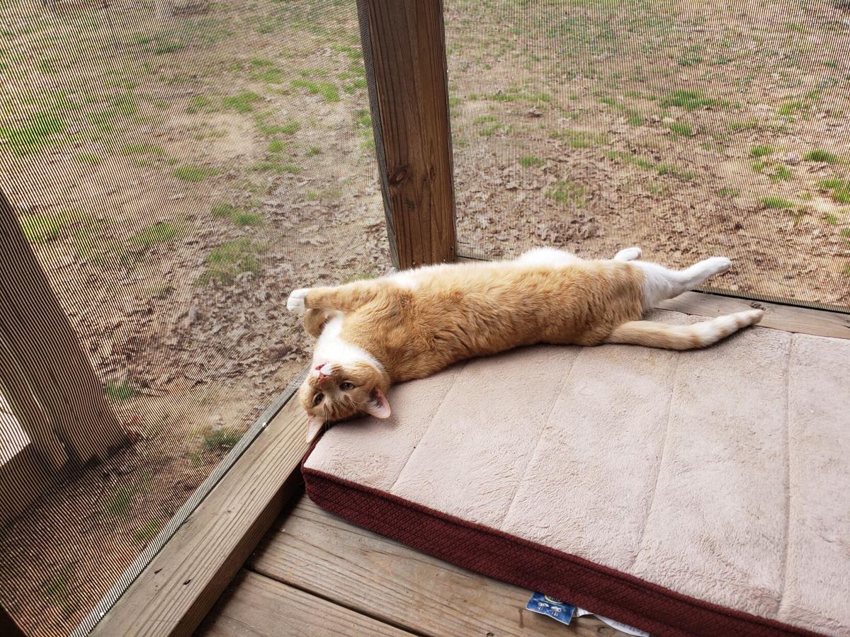 Moxie enjoys the screened-in porch