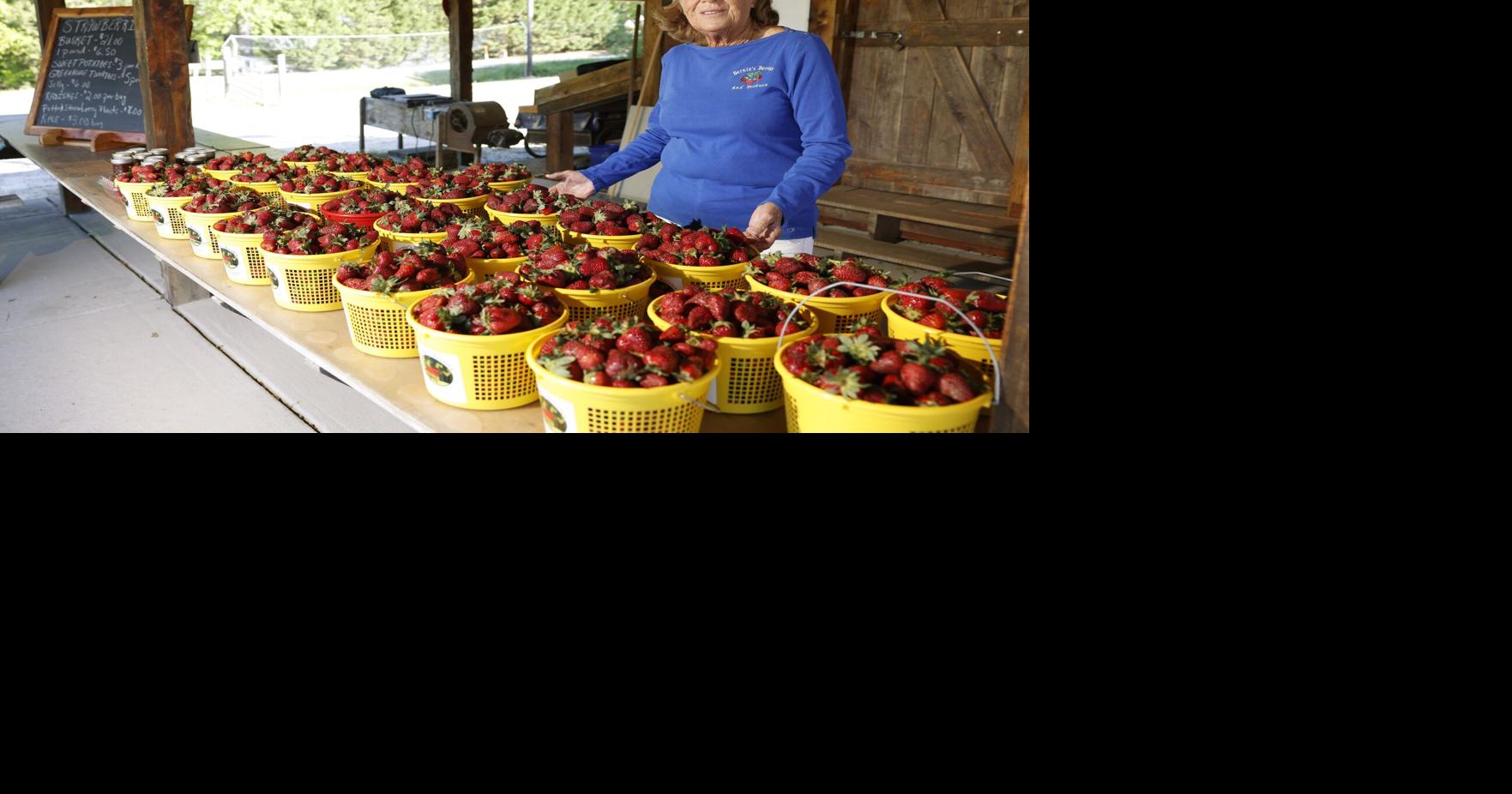 Where to go pick your own strawberries in Greensboro