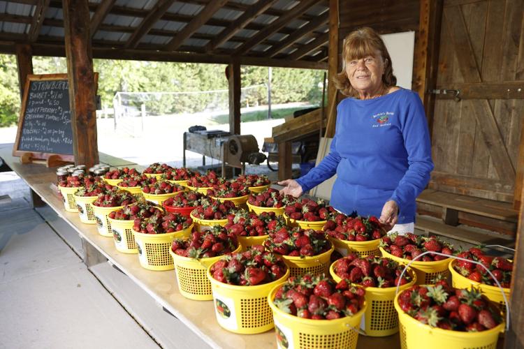 Where to go pick your own strawberries in Greensboro