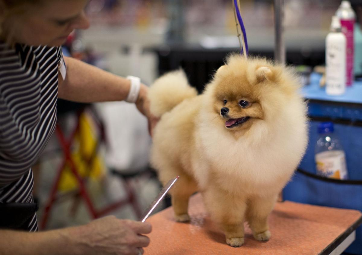 2017 American Kennel Club dog show at Greensboro Coliseum