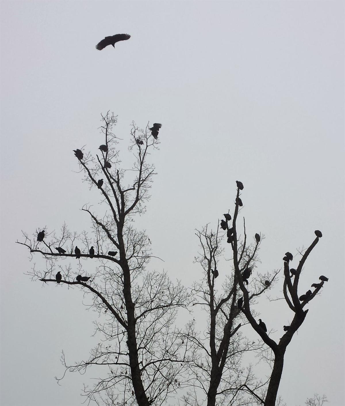 No Need To Shudder At The Sight Of Vultures They Help Keep Our