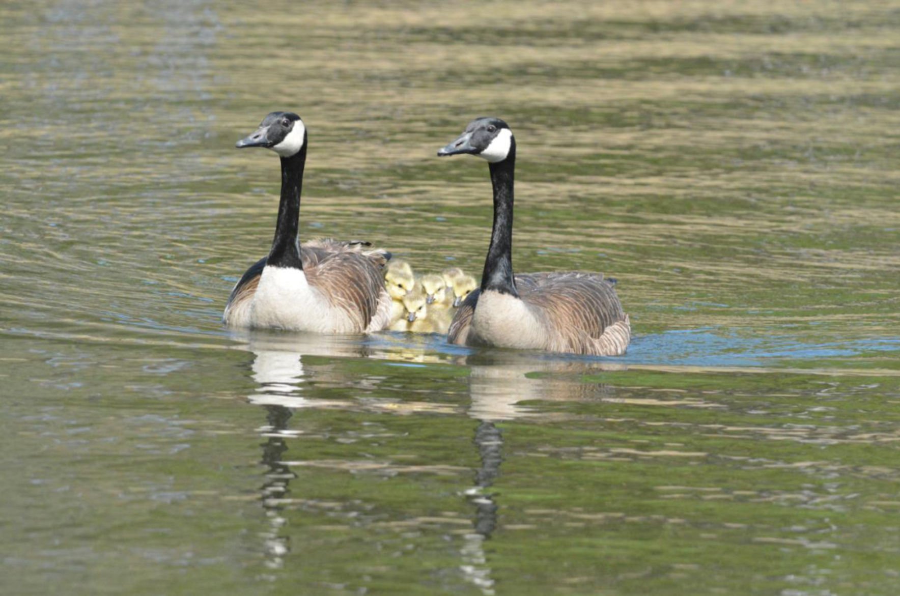 Canada geese can outlet you eat letra