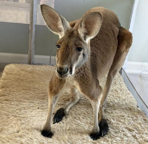 Kangaroo indoors - WEB (copy)