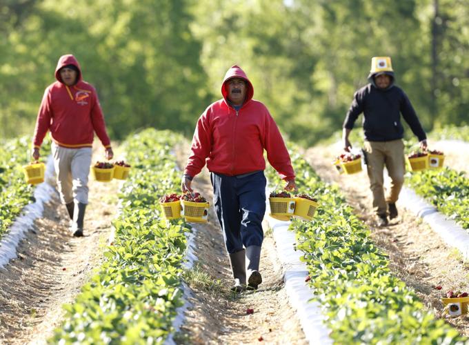 Where to go pick your own strawberries in Greensboro