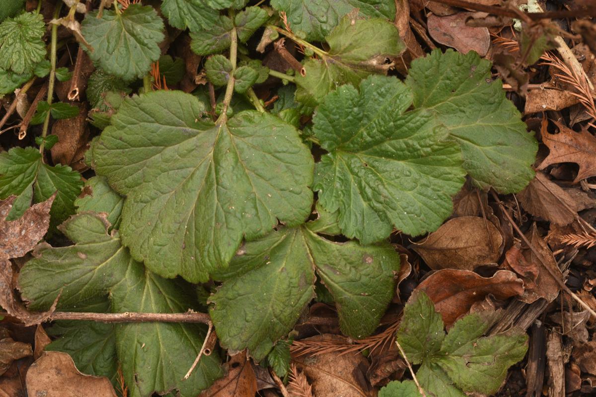 A Handful Of Perennial Herbs Remain Evergreen In The Winter Garden