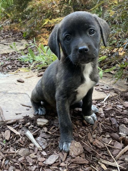 Pet of the Week: June