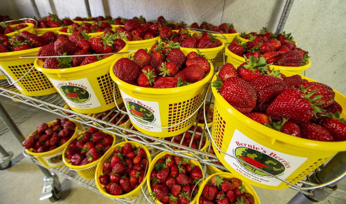 strawberry-photo