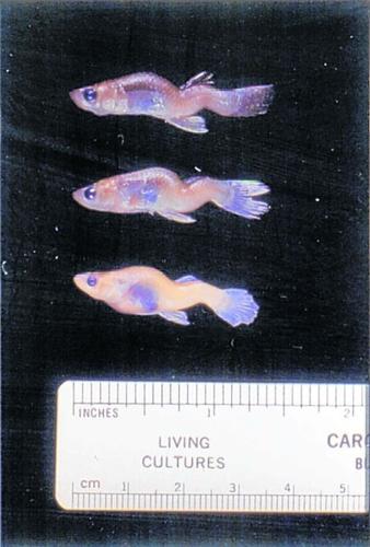 Deformed fish