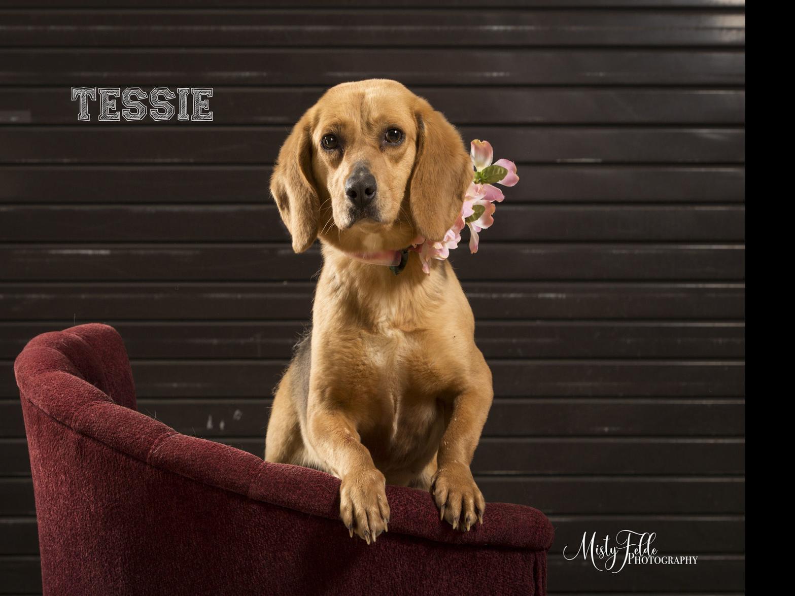 Volunteer Photographer Helps Animals Get Adopted Latest News Greensboro Com