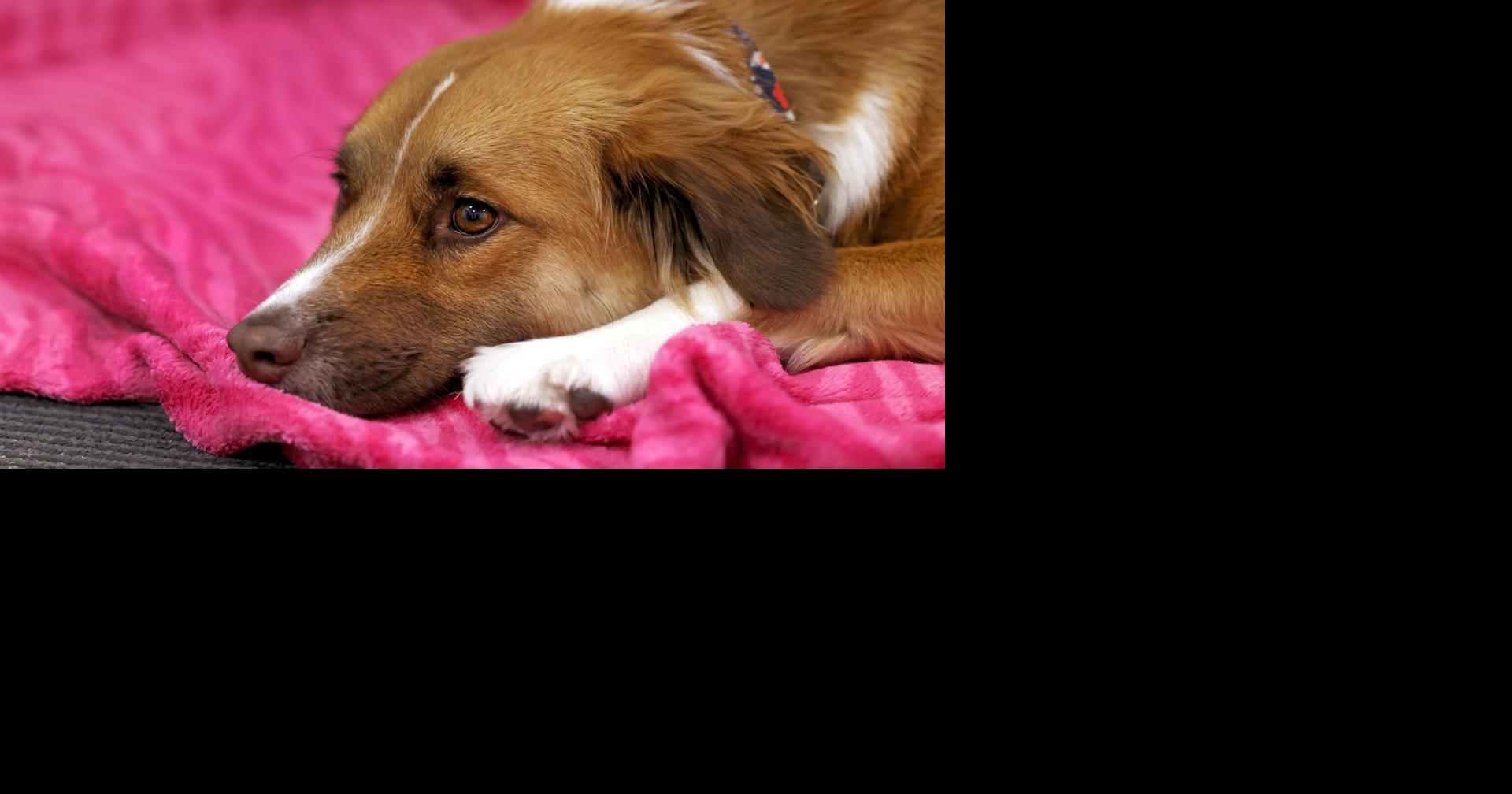 See photos of Helene canine evacuee, Ruby; adopted by High Point ...