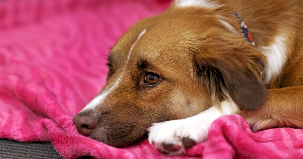 See photos of Helene canine evacuee, Ruby; adopted by High Point ...