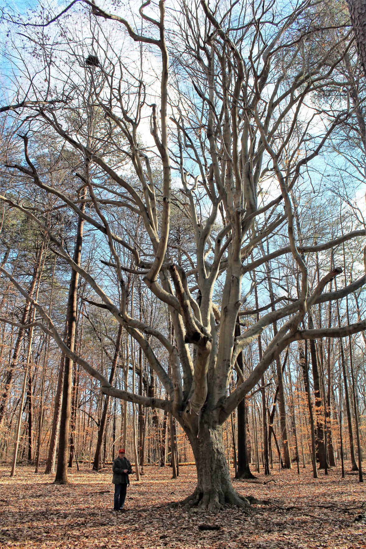 Treasured Beech Tree Faces Some Threats Latest News Greensboro Com