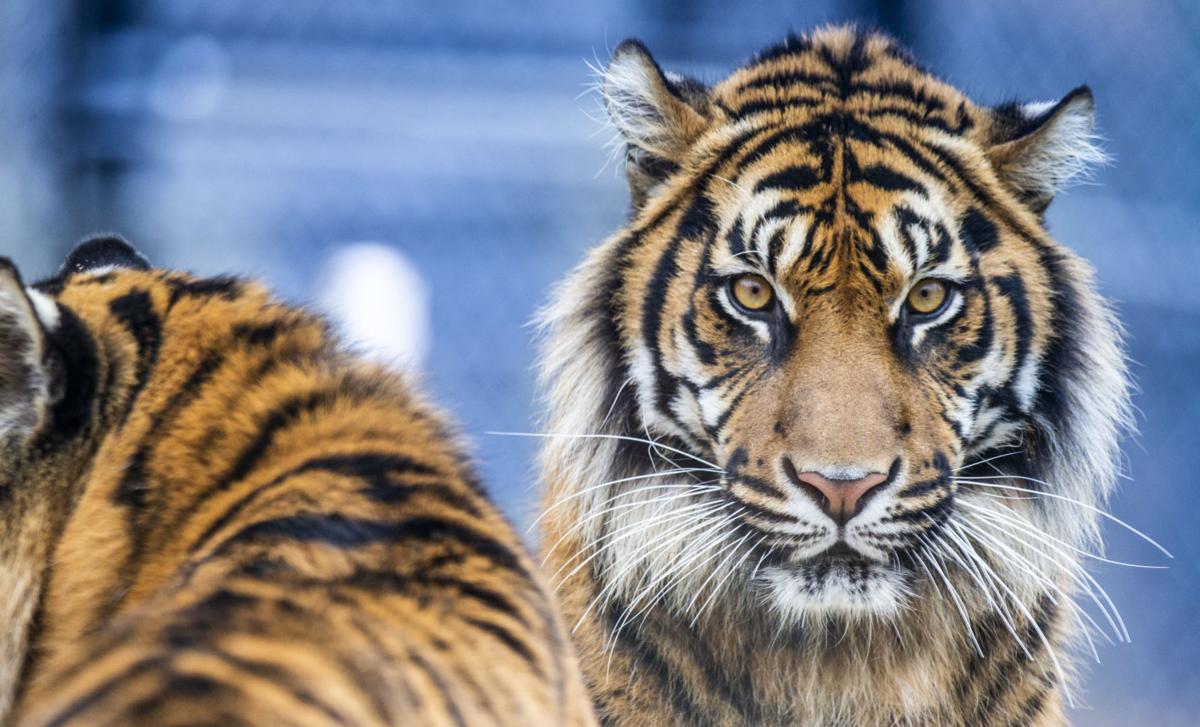 New Cats In Town Z No Digital Greensboro Com It's jogawar in the disguise of a tiger!!! greensboro com