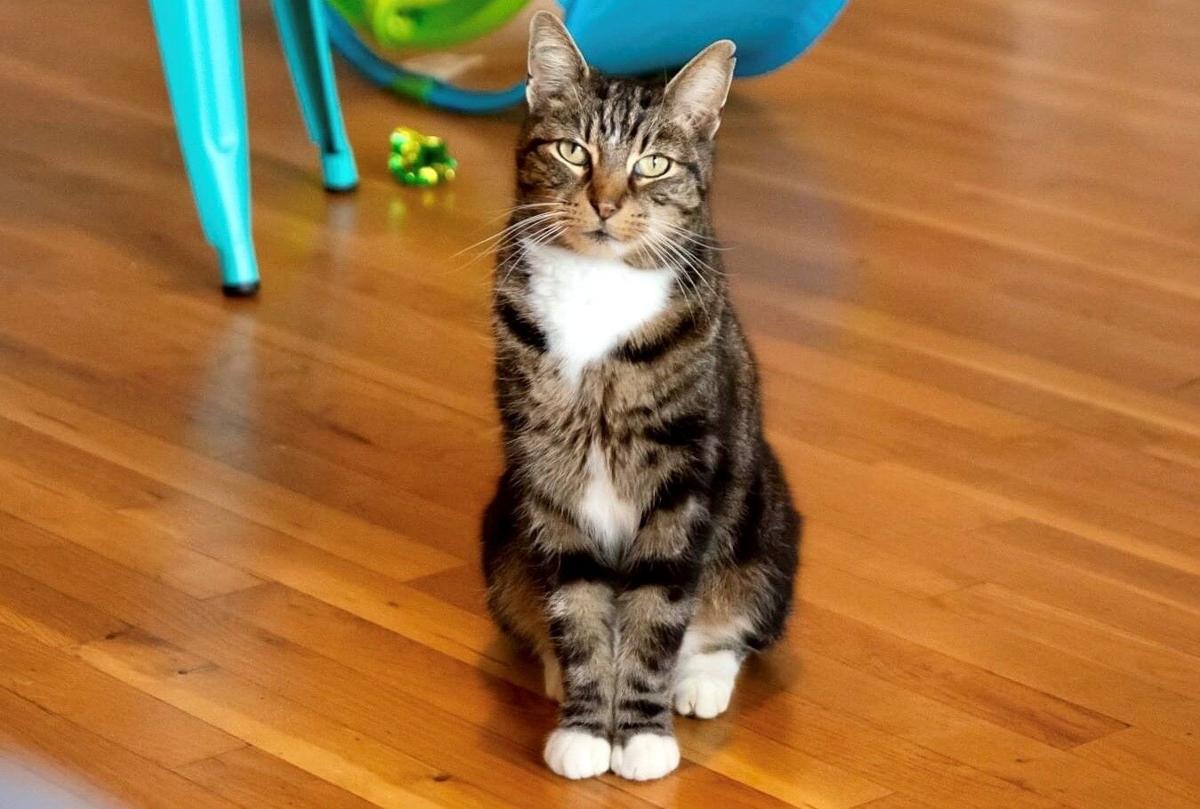 Pet of the Week: Louie