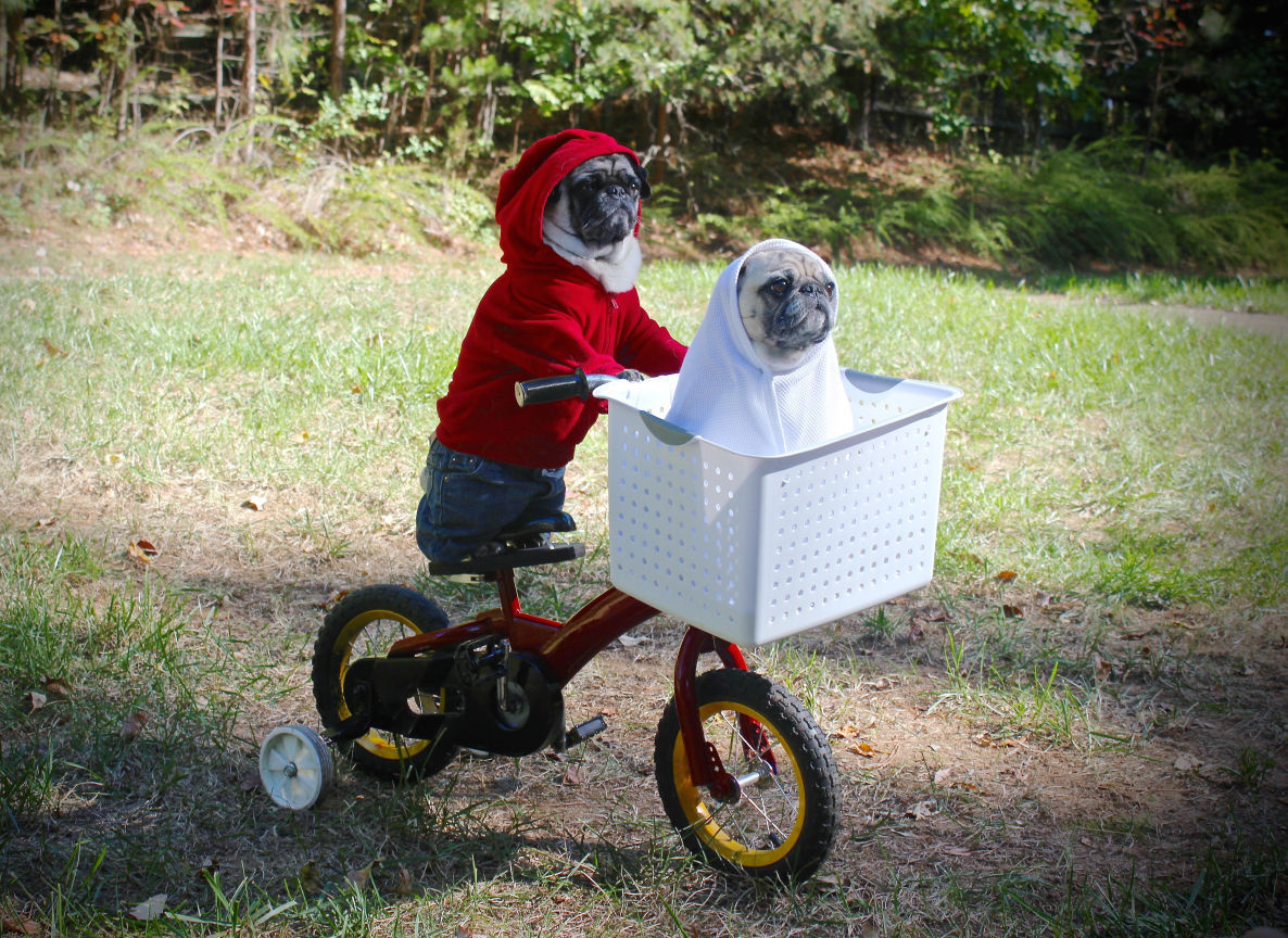 The Pet Shop Past petcostume winner offers tips Blog The Pet Shop