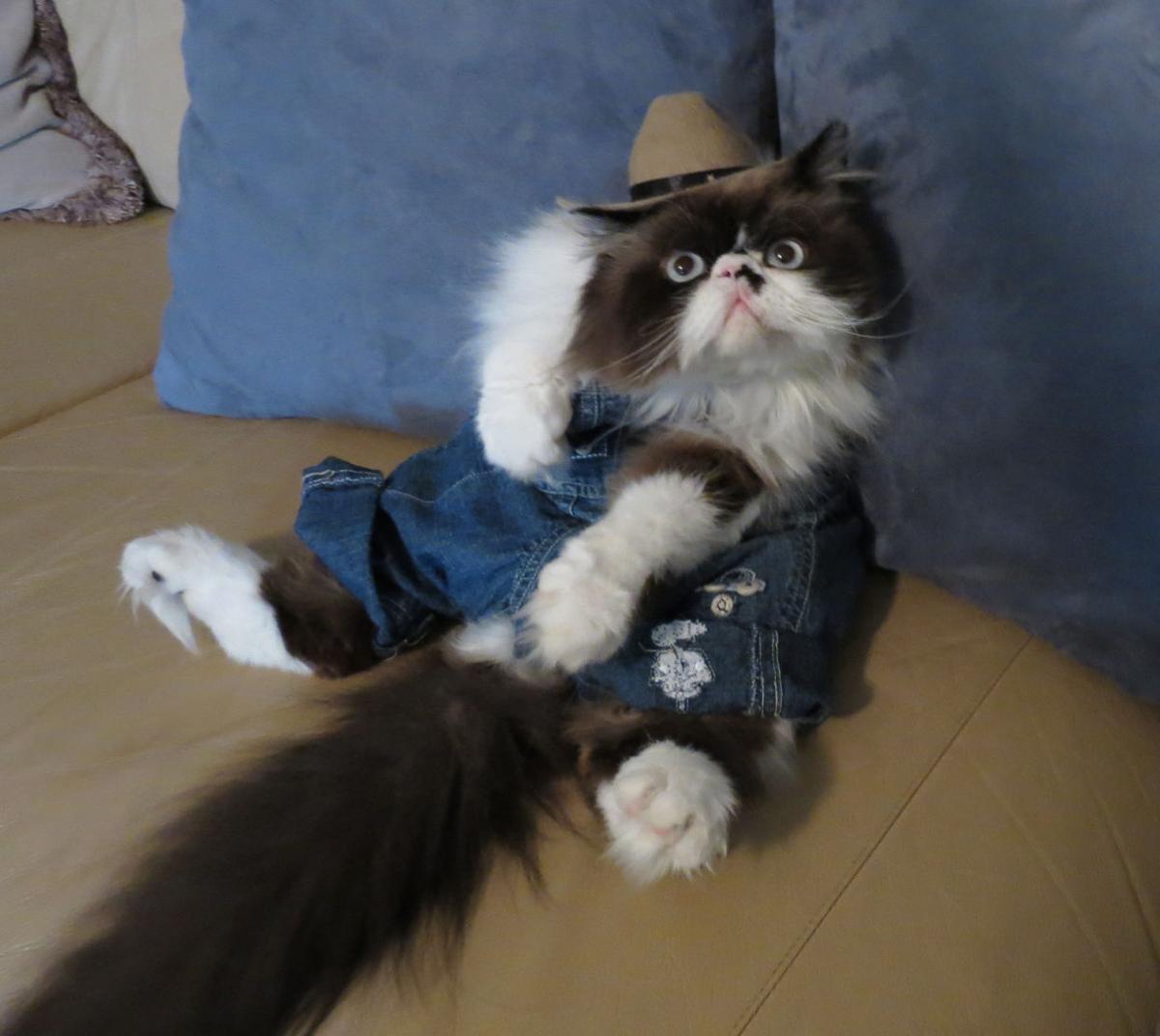 The Pet Shop Halloween Costume Contest entries Blog The Pet Shop