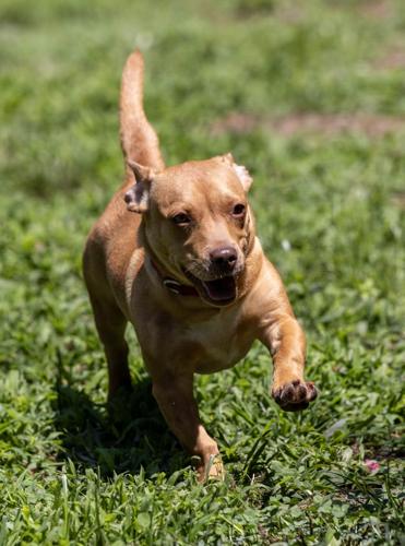 SPCA Adoption