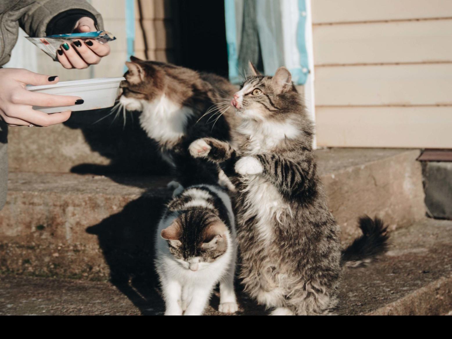 Humane Society Of The Piedmont To Hold Animal Food Drive On Wednesday April 29 Blog The Pet Shop Greensboro Com