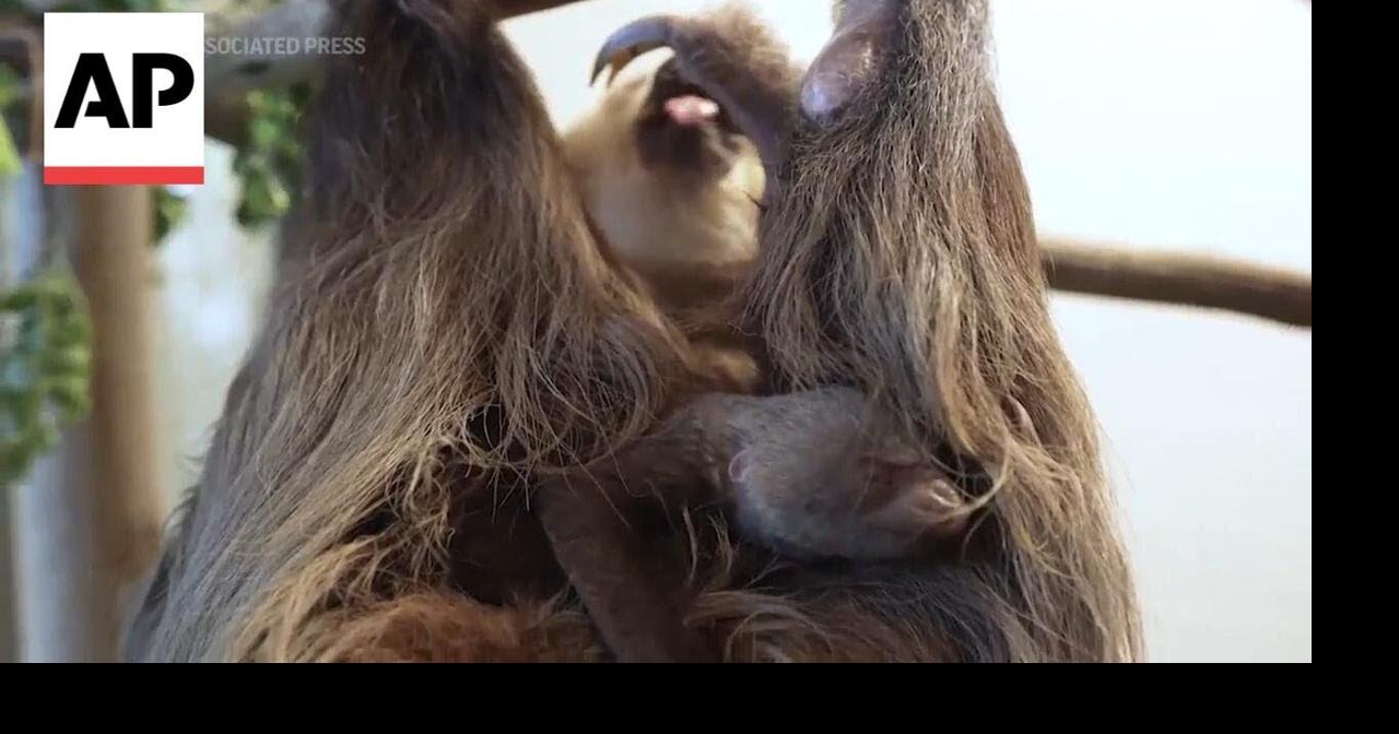Adorable baby sloth makes its debut at Palm Beach Zoo in Florida