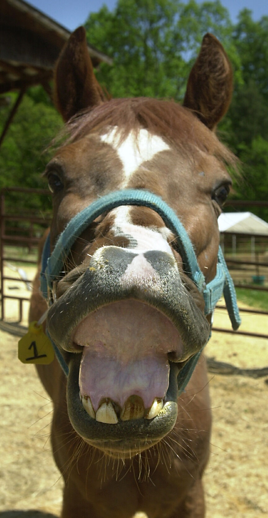 Abused horses on right track