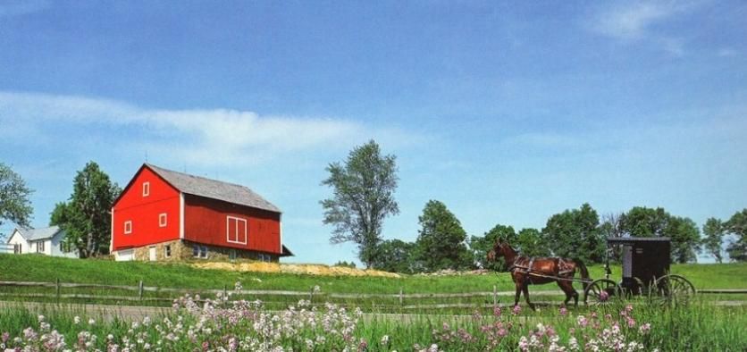 Amish Header